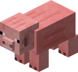Pig